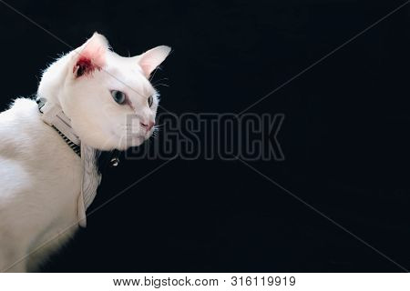 Portrait Of Tuxedo White Cat Wearing Suit,animal  Fashion Concept.