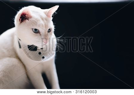 Portrait Of Tuxedo White Cat Wearing Suit,animal  Fashion Concept.