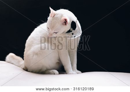 Portrait Of Tuxedo White Cat Wearing Suit,animal  Fashion Concept.