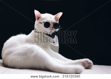 Portrait Of Tuxedo White Cat Wearing Sunglasses  And Suit,animal  Fashion Concept.