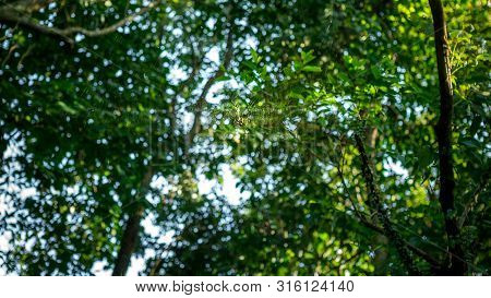 A Female Giant Woods Spider In The Mountain Forest Of Taipei, Taiwan