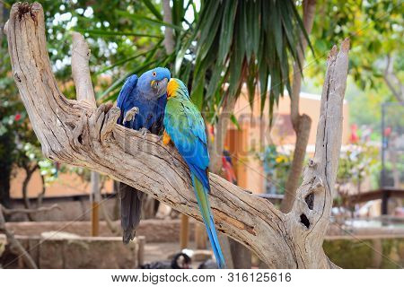 Blue Parrots, Colorful Birds Sitting On The Branch.