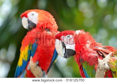 Red Ara Parrot, Colorful Macaw - Birds Sitting On The Branch.