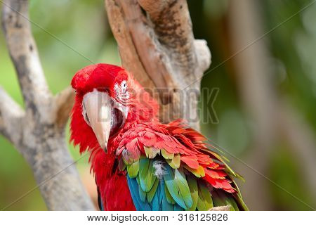 Red Ara Parrot, Colorful Macaw - Birds Sitting On The Branch.