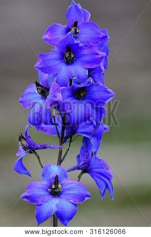 Close Up Of A Delphinium Elatum Flower In Bloom