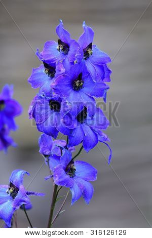 Close Up Of A Delphinium Elatum Flower In Bloom