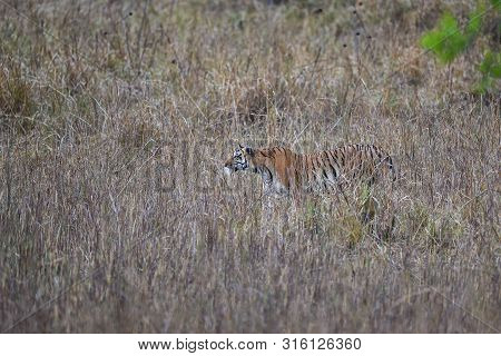 During Patrolling Her Territory, This Pregnant Female Tiger (panthera Tigris) Was Stalking A Prey In