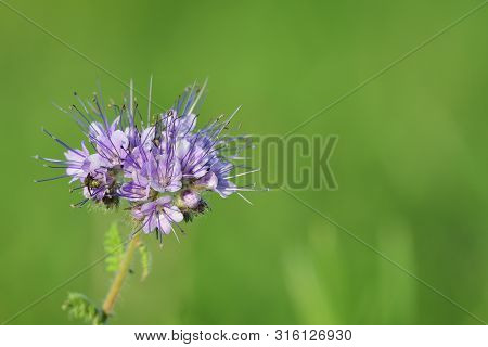 Close Up Of A Lacy Phacelia (phacelia Tanacetifolia) Flower In Bloom