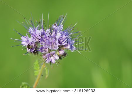 Close Up Of A Lacy Phacelia (phacelia Tanacetifolia) Flower In Bloom