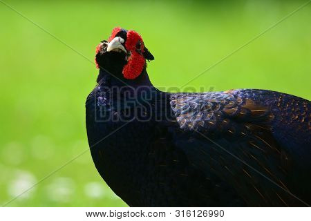 Portrait Of A Melanistic Mutant Pheasant In The Wild
