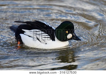 Portrait Of A Common Goldeneye Duck (bucephala Clangula) Swimming In The Water