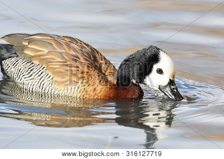 Portrait Of A White Faced Whistling Duck In The Water