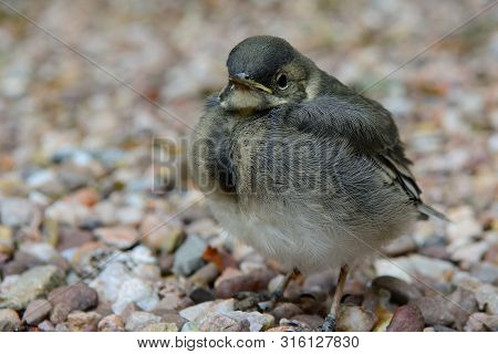 Close Up Of A Pied Wagtail Fledgling Standing On The Ground