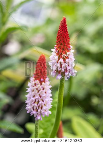 Primula Vialii - Orchid Primrose - Free-standing - Background In Focus