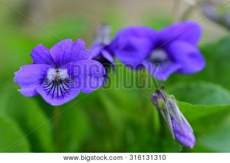 Macro Shot Of Common Violets (viola Odorata) In Bloom