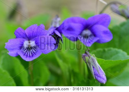 Macro Shot Of Common Violets (viola Odorata) In Bloom