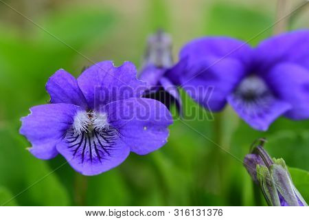 Macro Shot Of Common Violets (viola Odorata) In Bloom