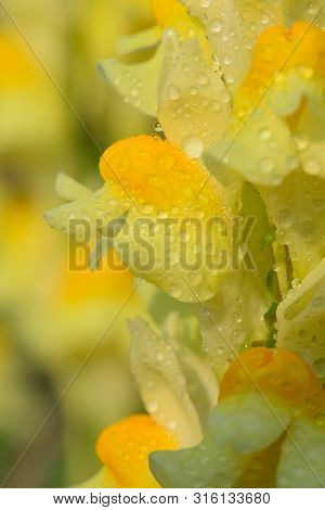 Macro Shot Of A Common Toadflax Flower (linaria Vulgaris) Covered In Water Droplets