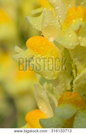 Macro Shot Of A Common Toadflax Flower (linaria Vulgaris) Covered In Water Droplets