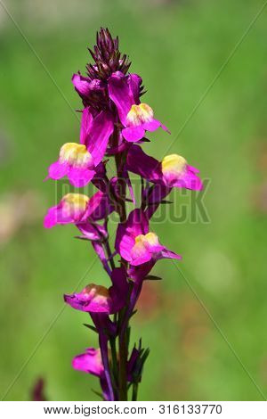 Close Up Of Moroccan Toadflax (linaria Maroccana) In Bloom