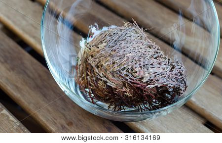 Rose Of Jericho (anastatica Hierochuntica) Plant Closed In Glass Bowl. It Starting To Open.