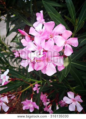 Pink Oleander Flowers In The Garden. Red/ Pink Oleander Flowers On Tropical Garden . Also Named Neri
