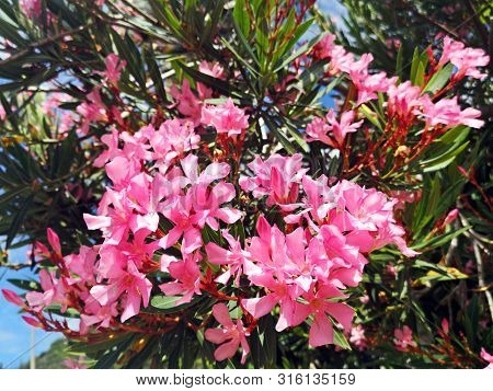 Pink Oleander Flowers In The Garden. Red/ Pink Oleander Flowers On Tropical Garden . Also Named Neri