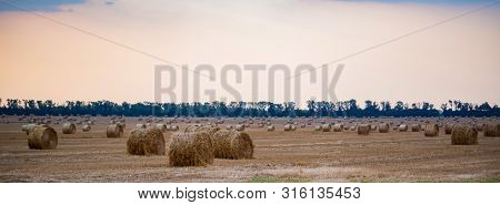 Panoramic View Of Big Round Haystacks On Field In Countryside
