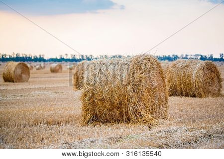 Big Round Haystacks On Field In Countryside