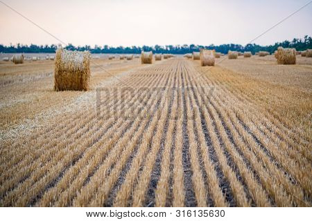 Big Round Haystacks On Field In Countryside