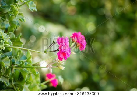 Beautiful Pink Geraniums In My Mother's Garden, Serbia