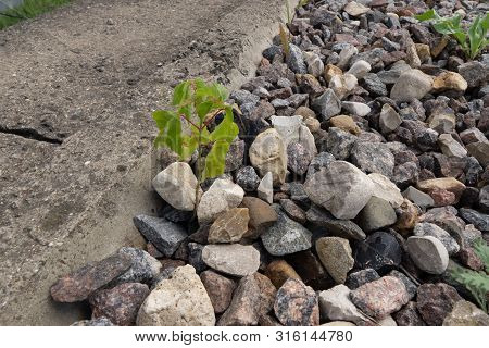 The Concept Of Life And Growth Despite The Difficulties. Green Grass Sprout Makes Its Way Through Th