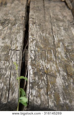 Old Wood Texture. Grunge Retro Vintage Wooden Board.