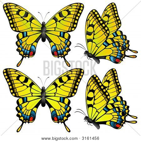 Gelbe Schmetterling
