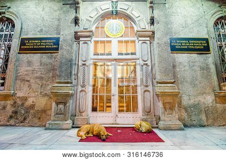Istanbul, Turkey - May 26, 2017. Stray Dogs Sleeping On Red Carpet In Front Of Istanbul University, 