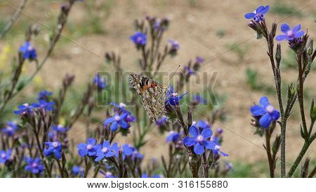 Beef Tongue Herb, Medicinal Herbs Beef Tongue, Beef Tongue Blue Flowering Plant,