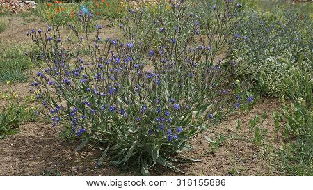 Beef Tongue Herb, Medicinal Herbs Beef Tongue, Beef Tongue Blue Flowering Plant,