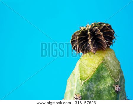 Gymnocalycium Graft Cactus.(with Free Space For Text)