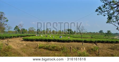 View Of Dooars On A Summer Day. Traveling To Dooars .