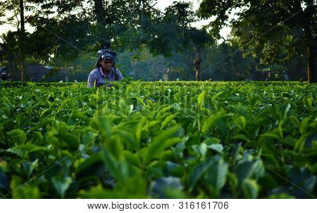 Woman Pick Up Tea Leafs By Hand At Tea Garden In Darjeeling, One Of The Best Quality Tea In The Worl