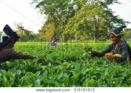 Women Pick Up Tea Leafs By Hand At Tea Garden In Darjeeling, One Of The Best Quality Tea In The Worl