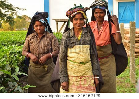 A Close Up Portrait Of Three Poor Women Tea Pluckers Who Just Finished Their Work. They Looks At The