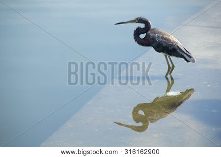 Tricolored Heron Looks Out Over The Still Lake. Its Image Reflecting In The Water On The Sunny Day.