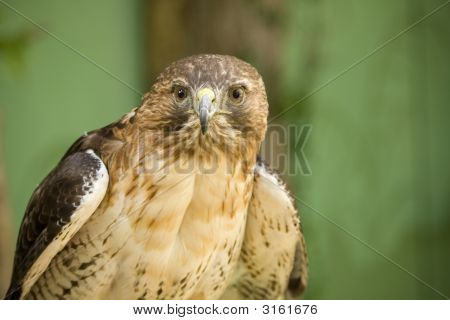 Rød - Tailed Hawk