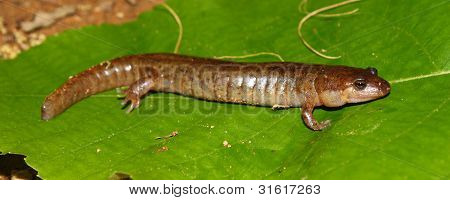 Fehérfarcsíkú szalamandra (Desmognathus conanti)