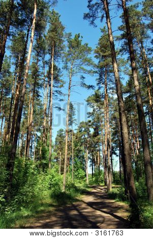 Skog