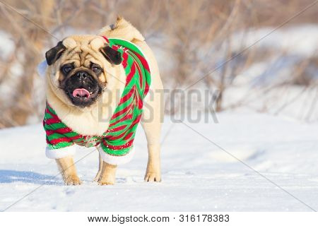Cute Dog Pug Breed Have A Question And Making Funny Face Feeling So Happiness And Fun, Selective Foc