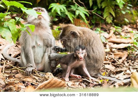 Macachi dalla coda lunga