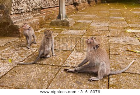 Macachi dalla coda lunga