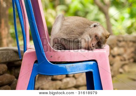 Macachi dalla coda lunga